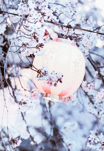 Under the Moonlit Sakura: Nostalgia for a Remarkable Cherry Blossom Night -  Sakuraco